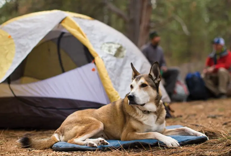 dog camping tips