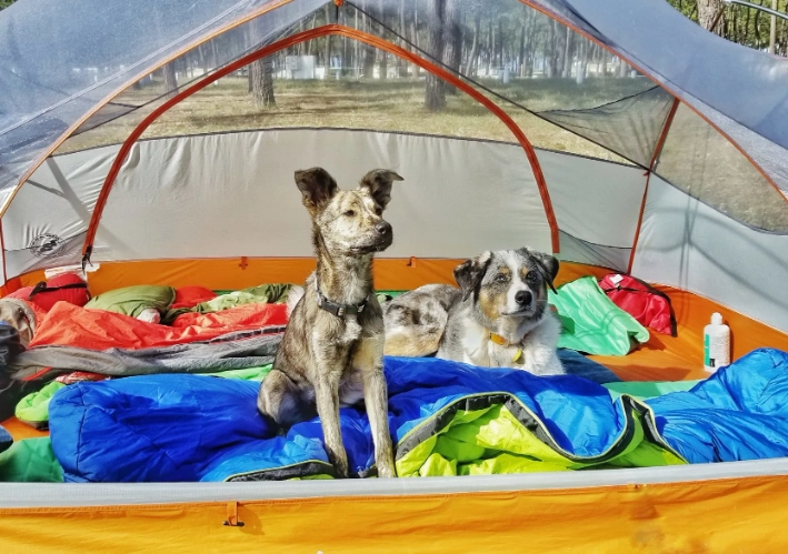 dog camping tips
