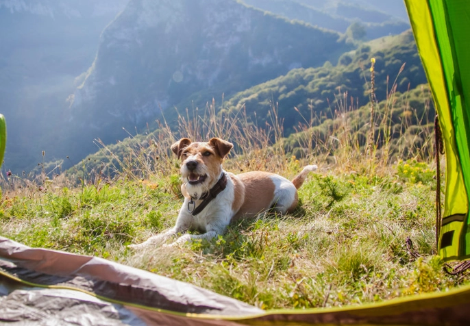 is camping good for dogs