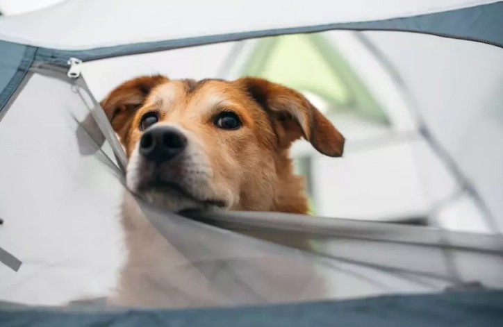 dog friendly camping