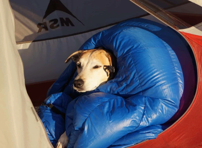 The Ultimate Guide to Tent Camping with Dogs: Safety Tips & Gear Checklist