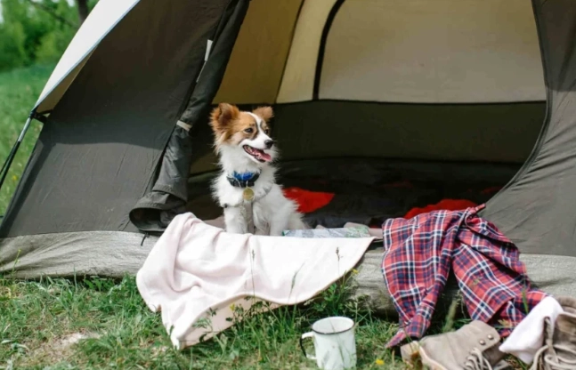camping with dog