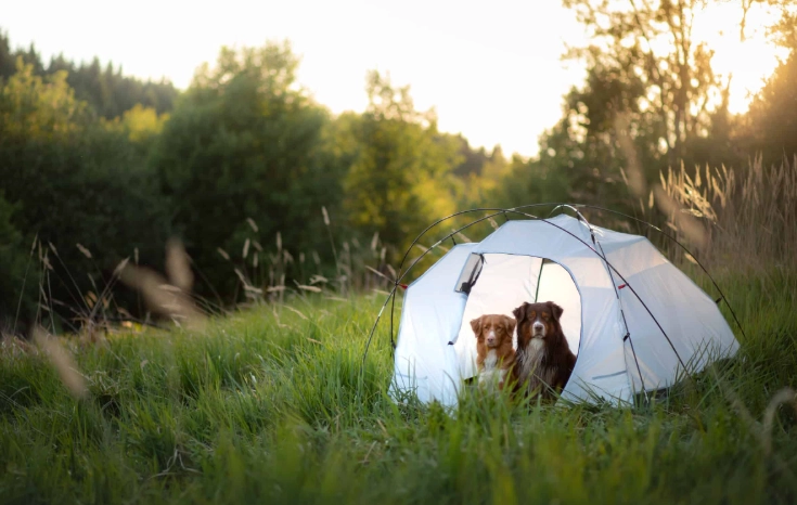 dog friendly camping