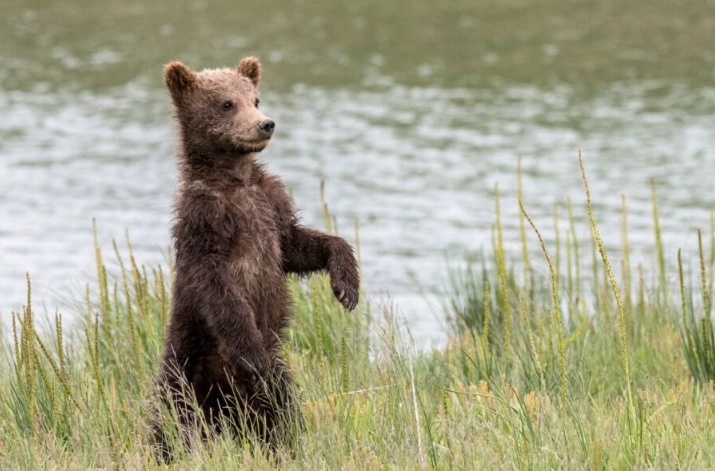 safety for camping with animals