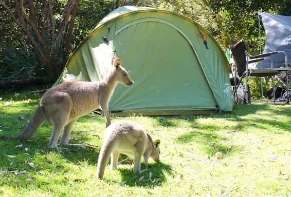 wildlife camping destinations