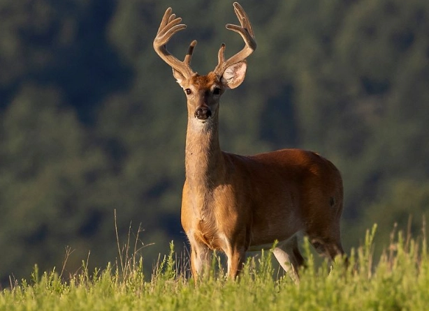 What is the 7 Day Deer Rule? A Hunter's Guide to Meat Safety