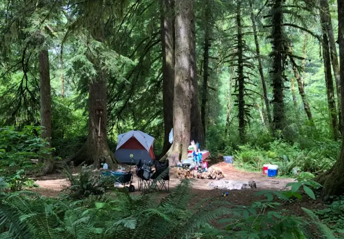 how to find forest camping sites