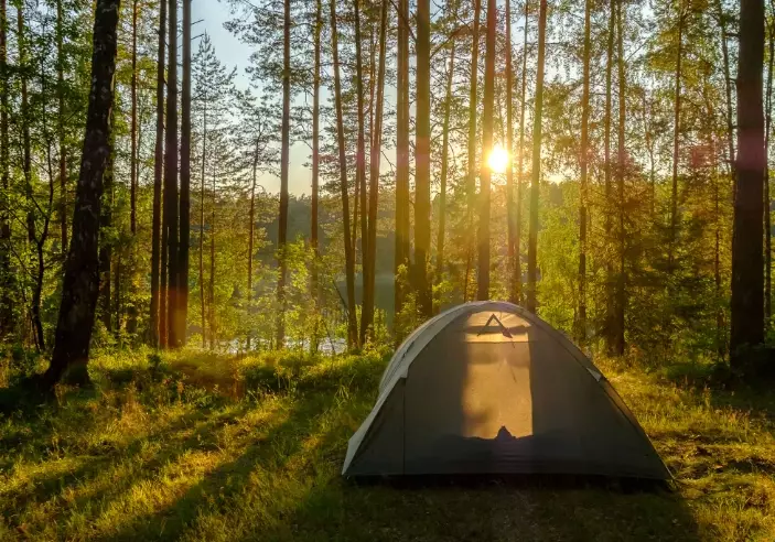 Forest Camping Guide: How to Plan Your Perfect Trip in the Woods
