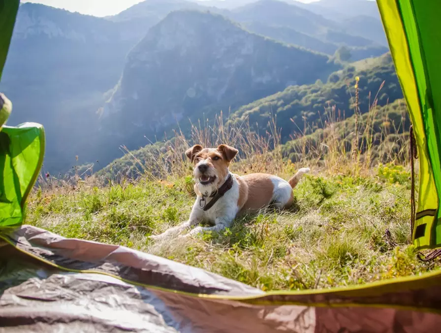 camping with dogs tips