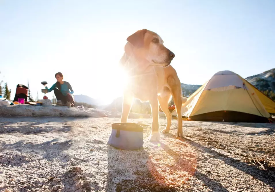 dog friendly camping