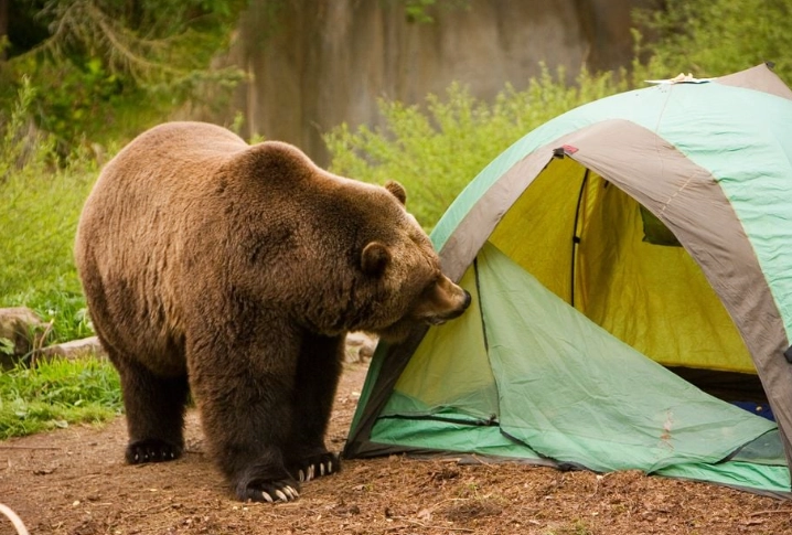 Essential Camping Safety Tips for a Secure Outdoor Adventure