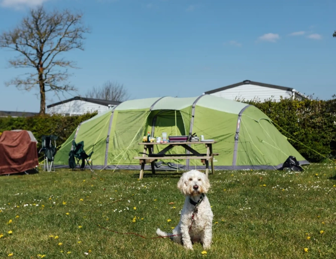 Pet-Friendly Camping: How to Find, Book & Enjoy Sites with Your Dog