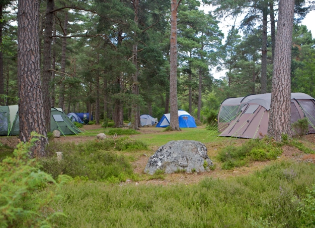 forest camping guide