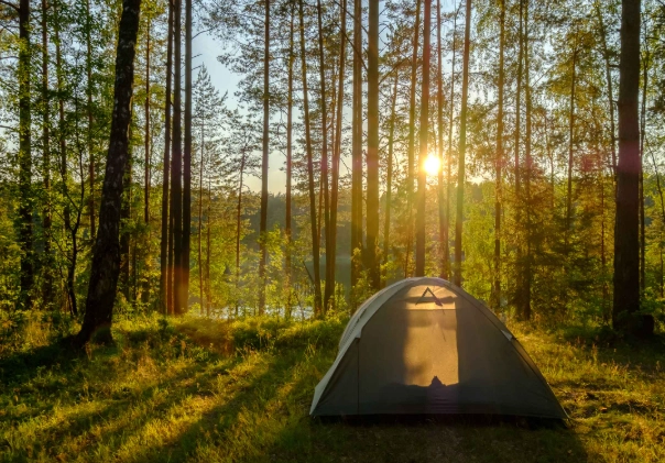 Ultimate Guide to Camping in the Forest: Tips, Gear & Destinations