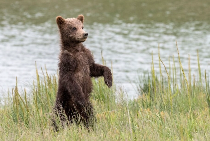 wildlife camping spots