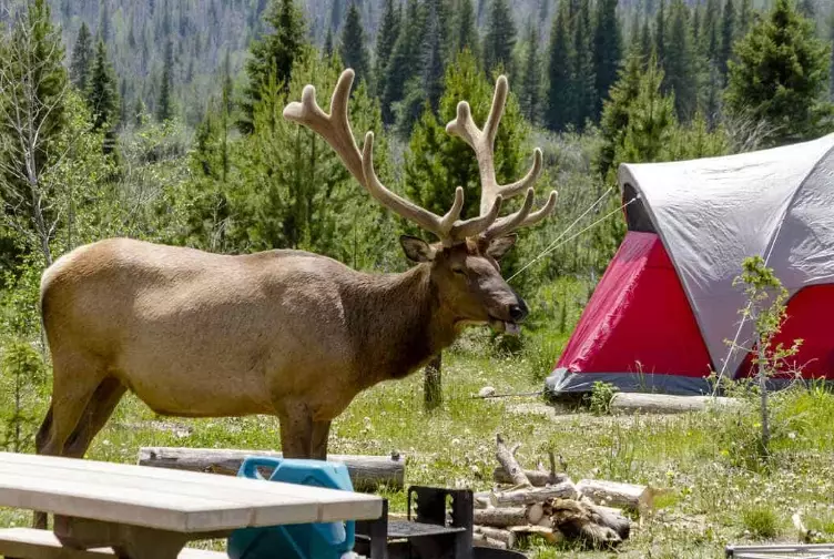 wildlife camping spots