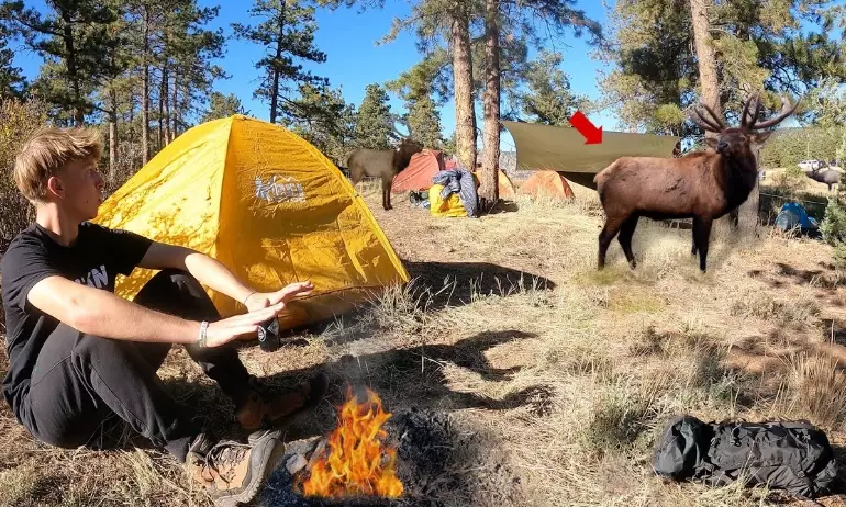 camping with wildlife safety