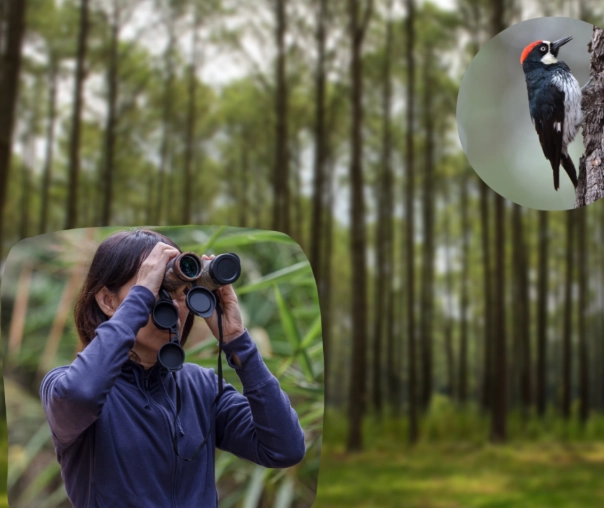 best binoculars for birding