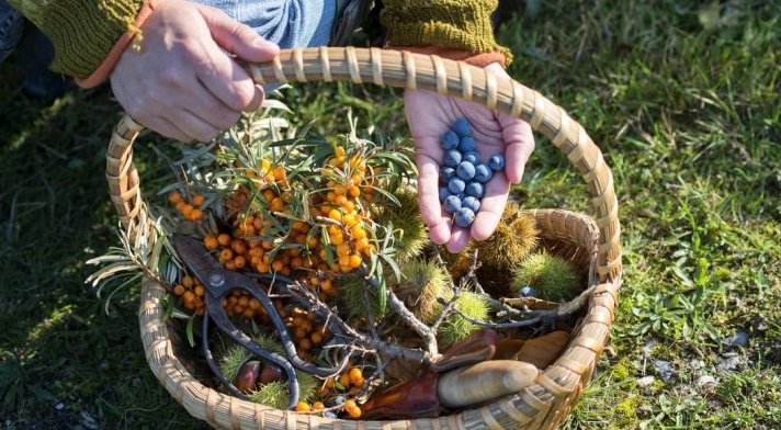 foraging while camping