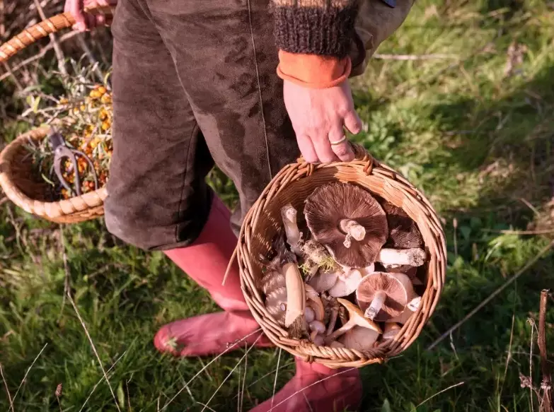 foraging while camping