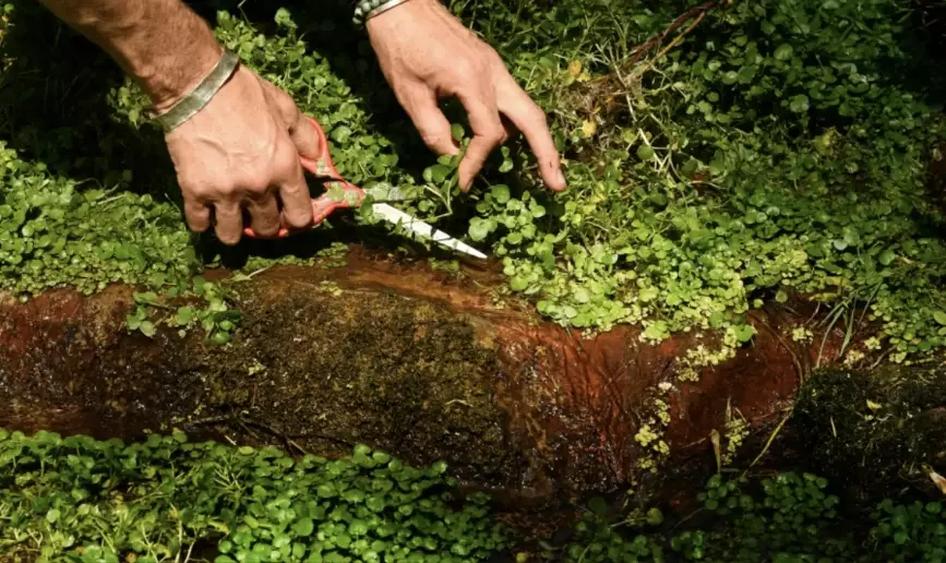 wild food identification